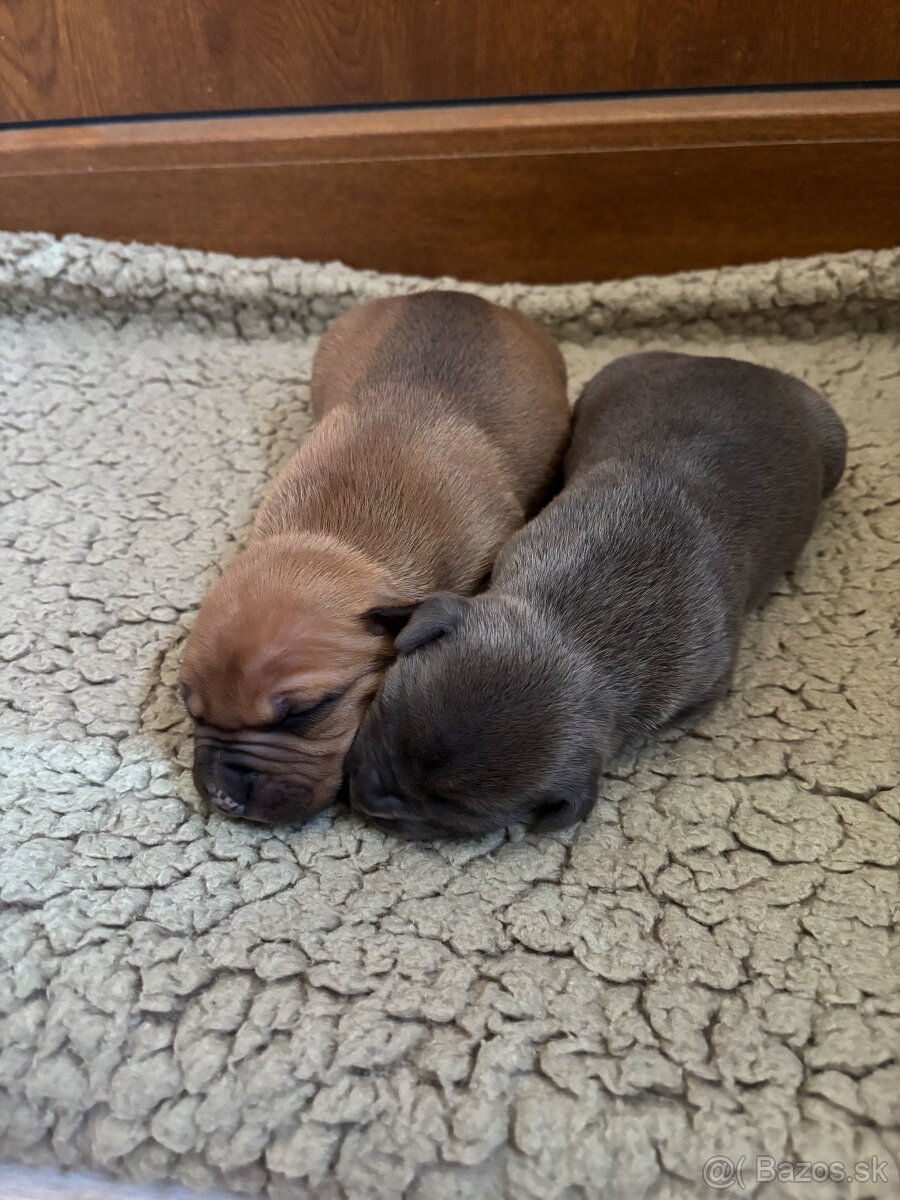 Americký stafordsirsky terier, Stafford, amstaf - 8