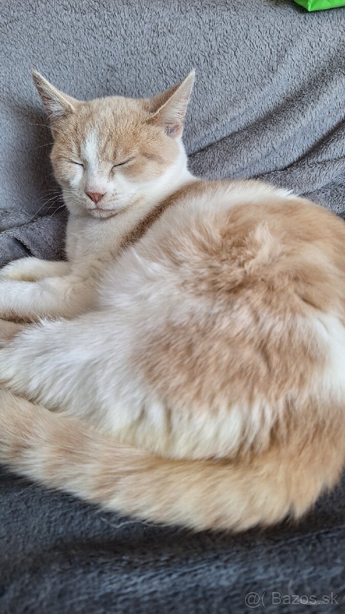 Darujem mačiatka - 8