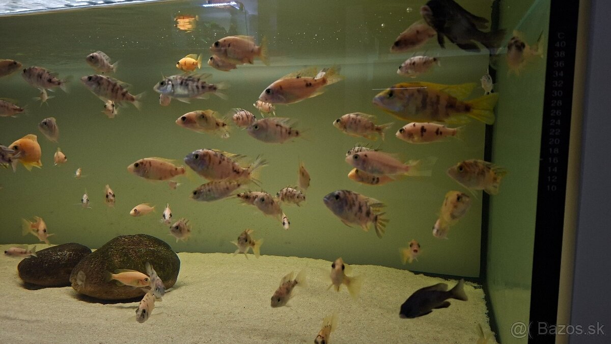 Africké cichlidy Malawi - 8