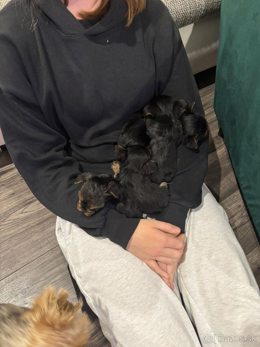 Yorksirský teriér - 8