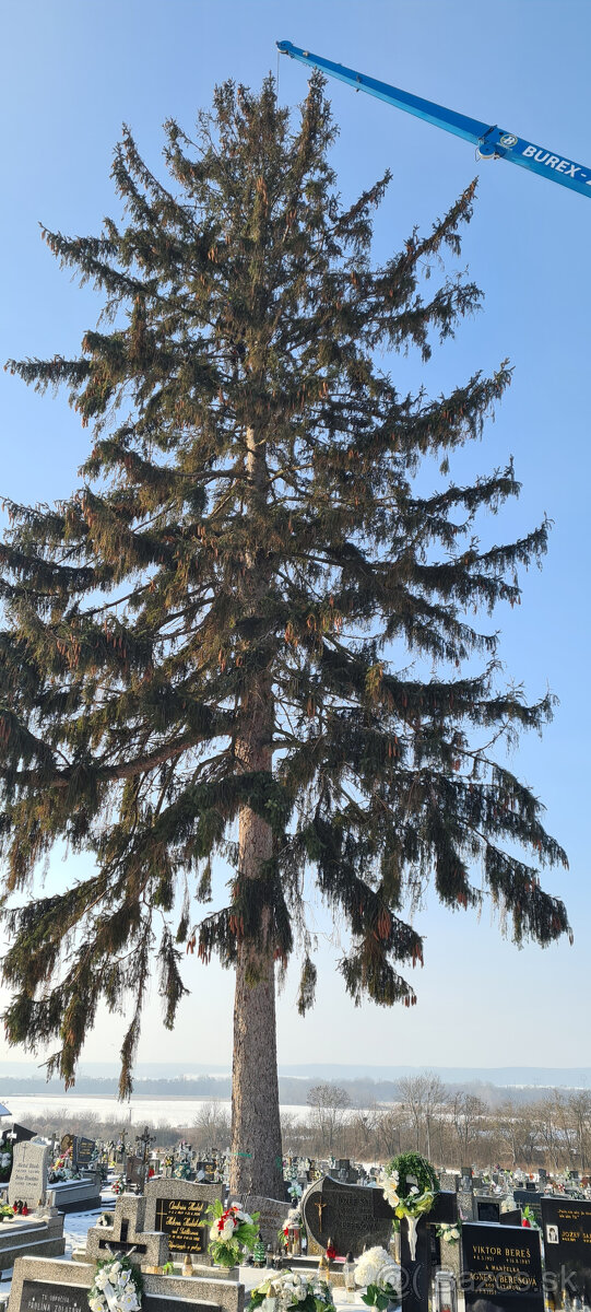 Vyrub a orez stromov - 8