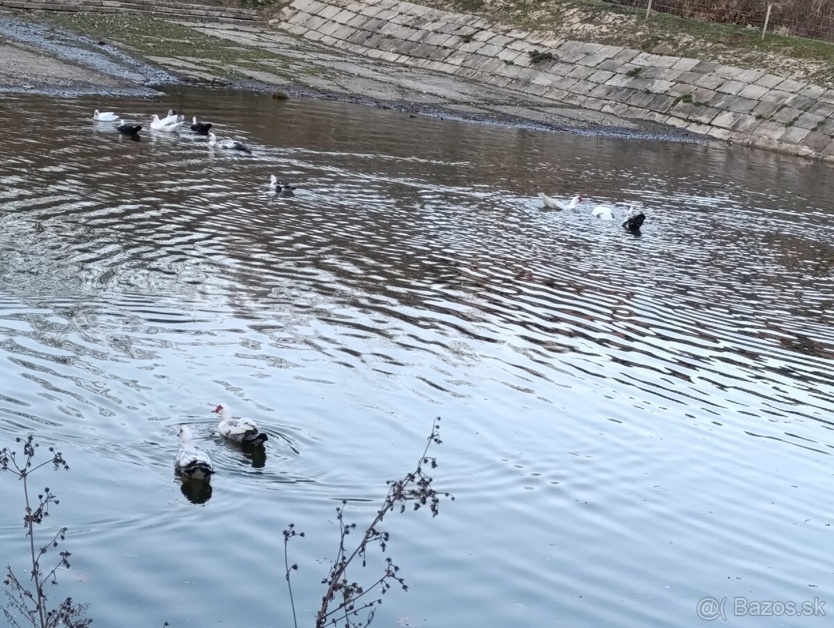 Kačice - 8