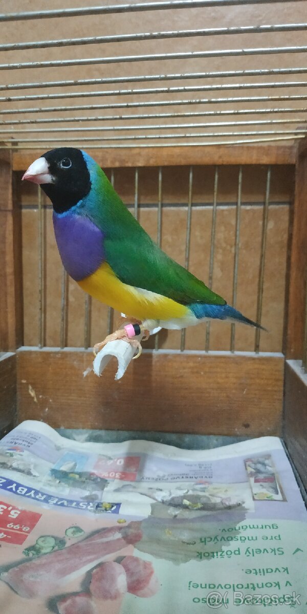 Predám amadina gouldová - 8