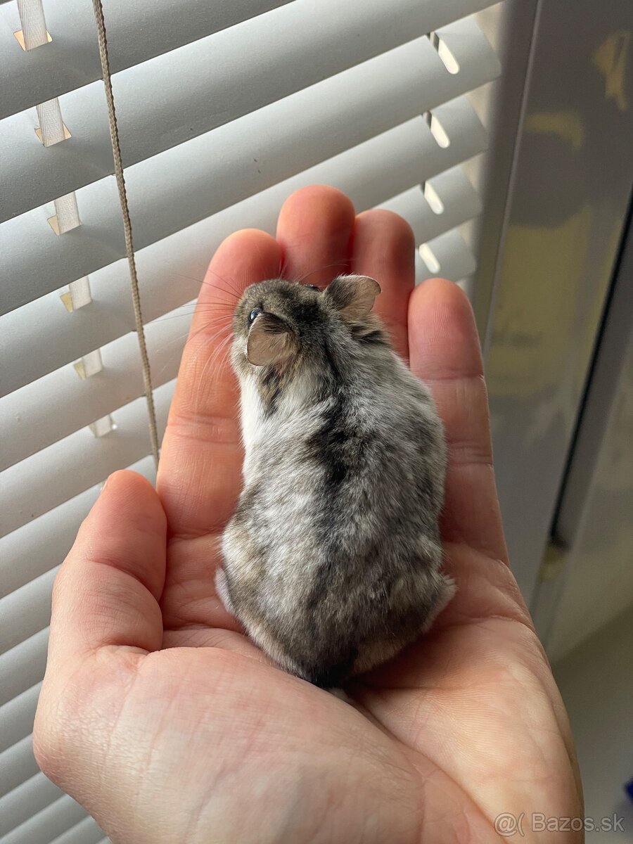Škrečok džungarský - 8