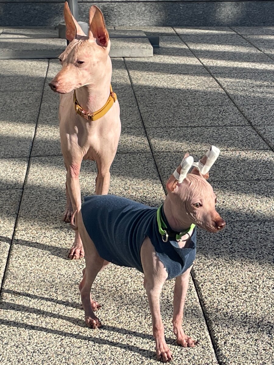 Peruánsky naháč malý - POSLEDNÝ VOĽNÝ PSÍK - 8