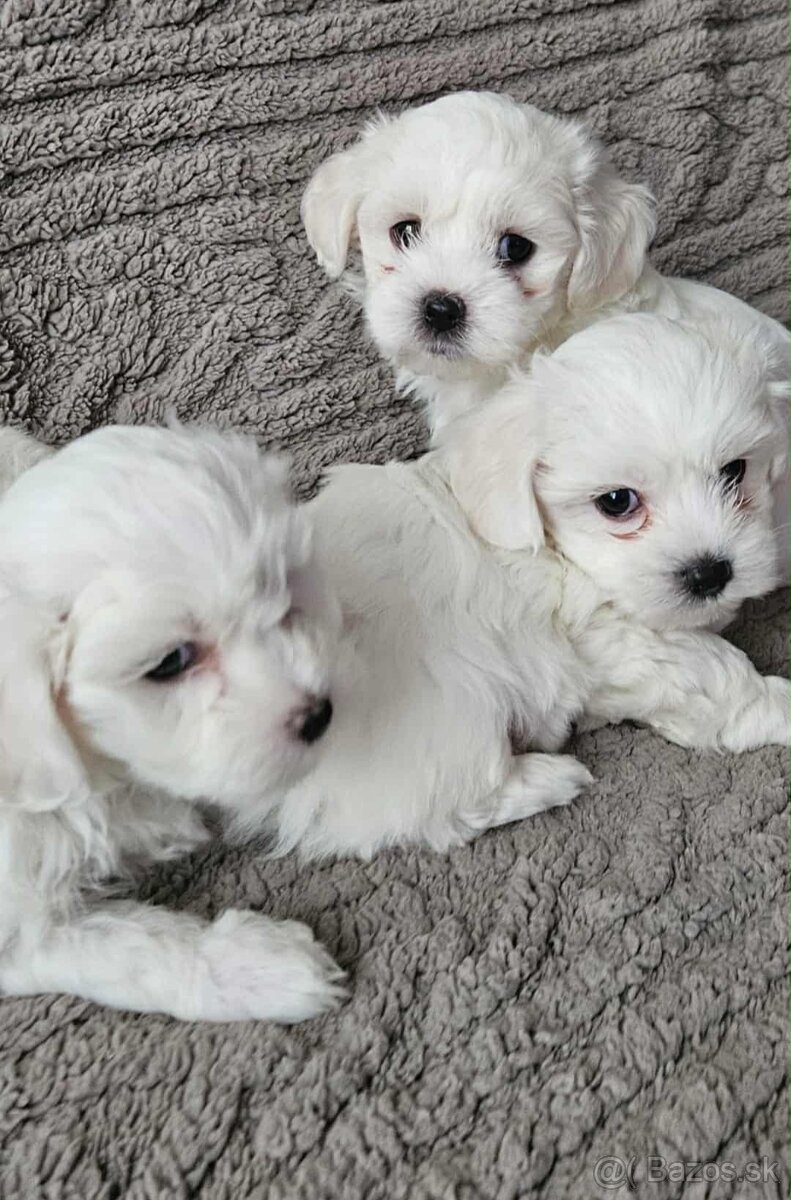 Mini Maltezák - 8