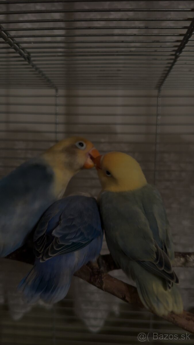 rucne dokrmene agapornisy - 8