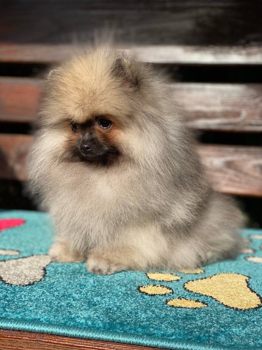 Pomeranian Exkluzivní Fenečka PP FCI - 8