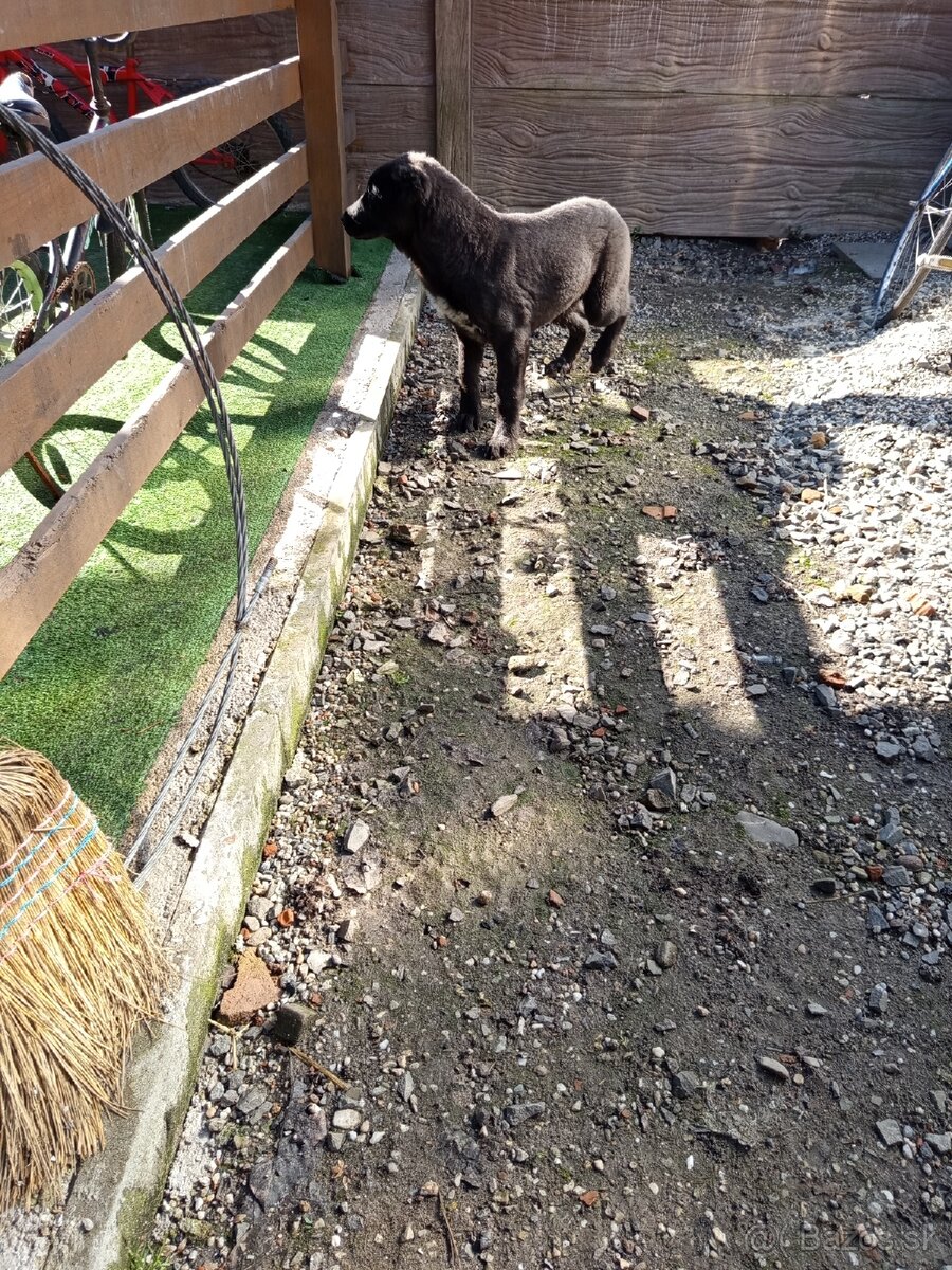 predám šteniatka stredoázijaka - 8