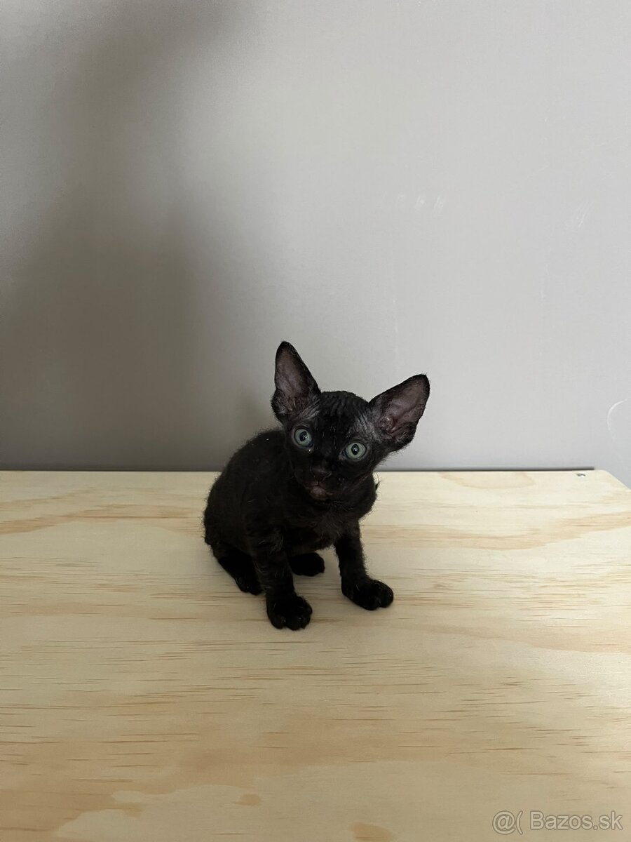 Mačiatka Sphynx - 8