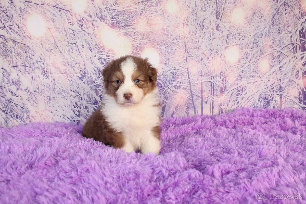 Austrálsky ovčiak - 8