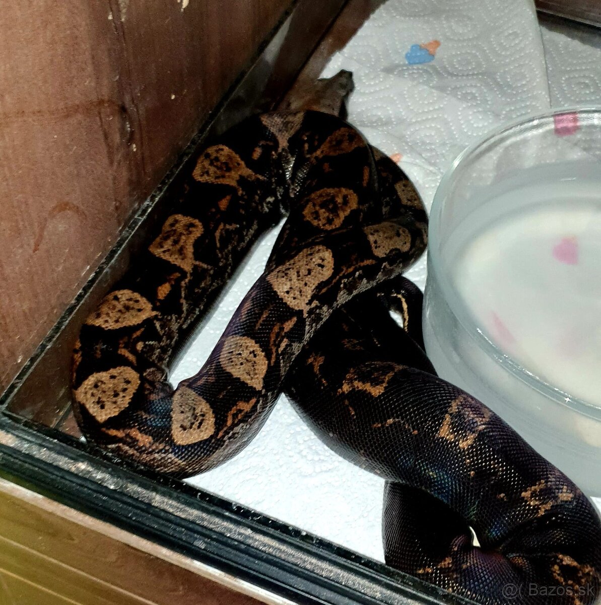 Veľhad královský Boa Constrictor - 8