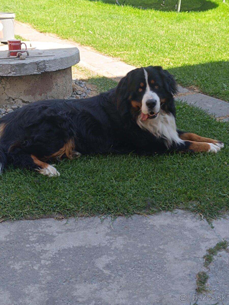 Bernský salašnícky pes - 8