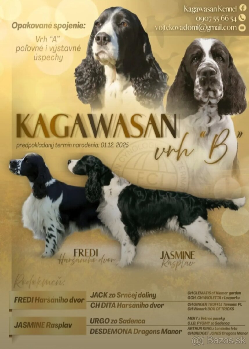 Anglický špringeršpaniel s PP pes - 8