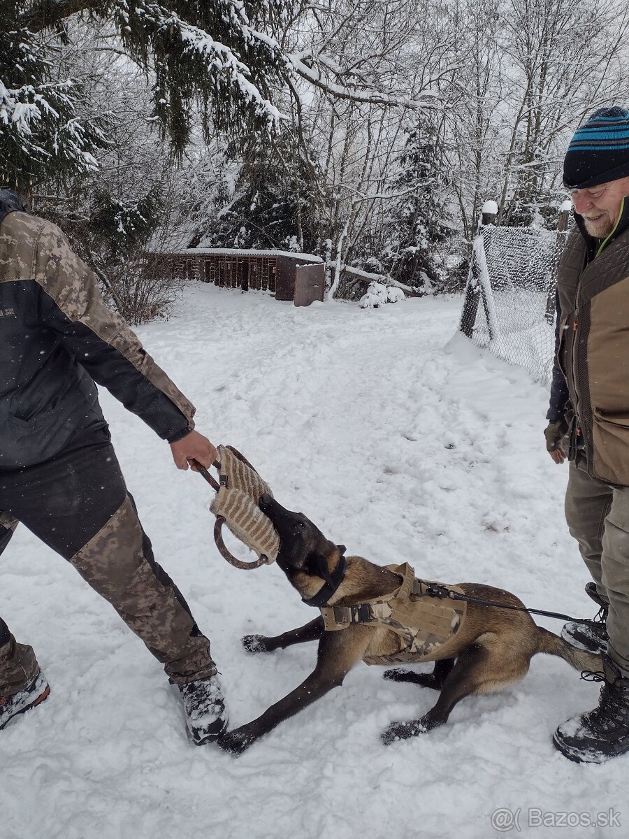 Belgický ovčiak šteniatka - 8