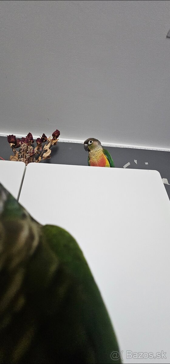 Predám papagája – Pyrrhura (samec) - 8