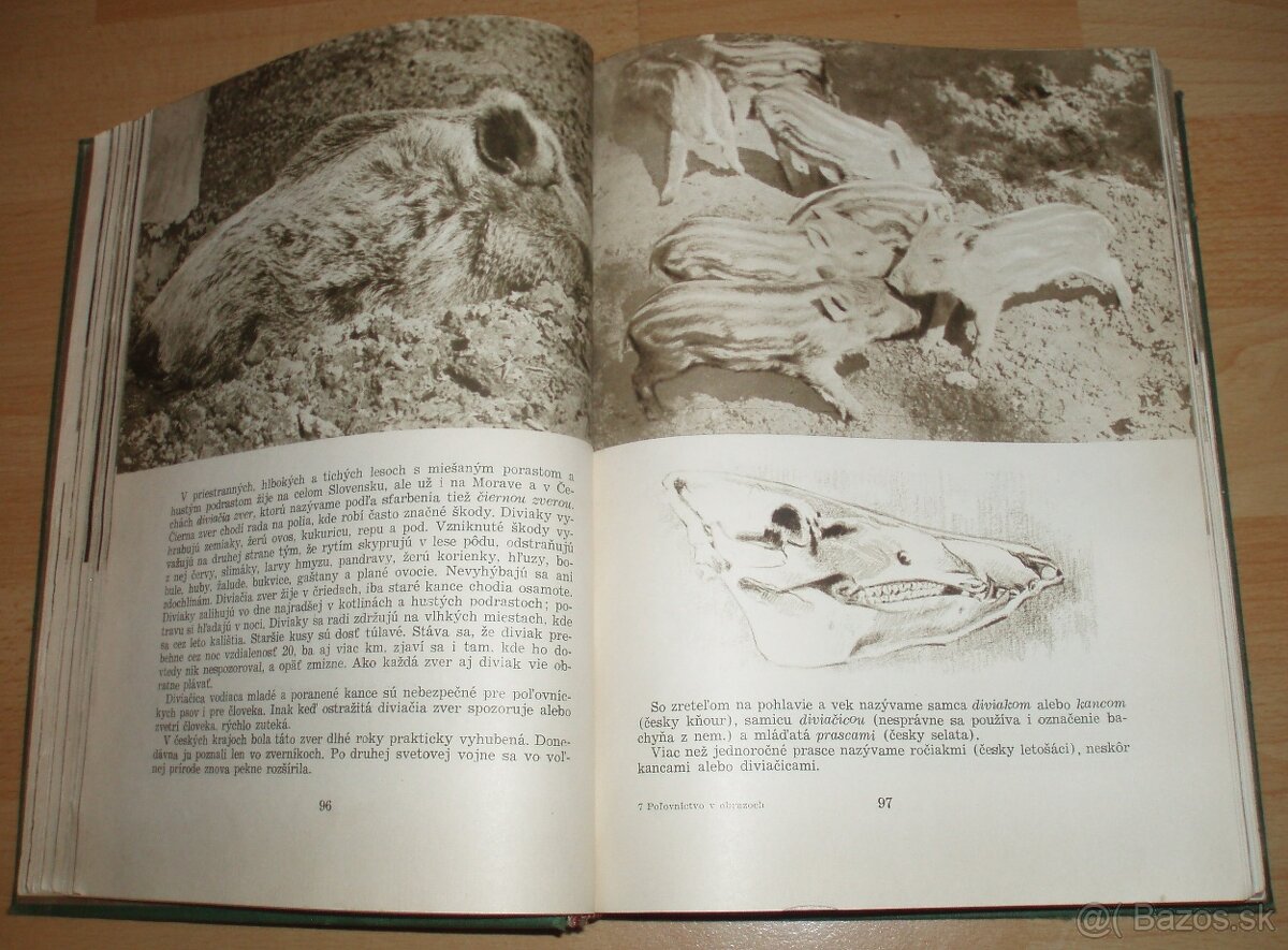 Poľovníctvo v obrazoch - 8