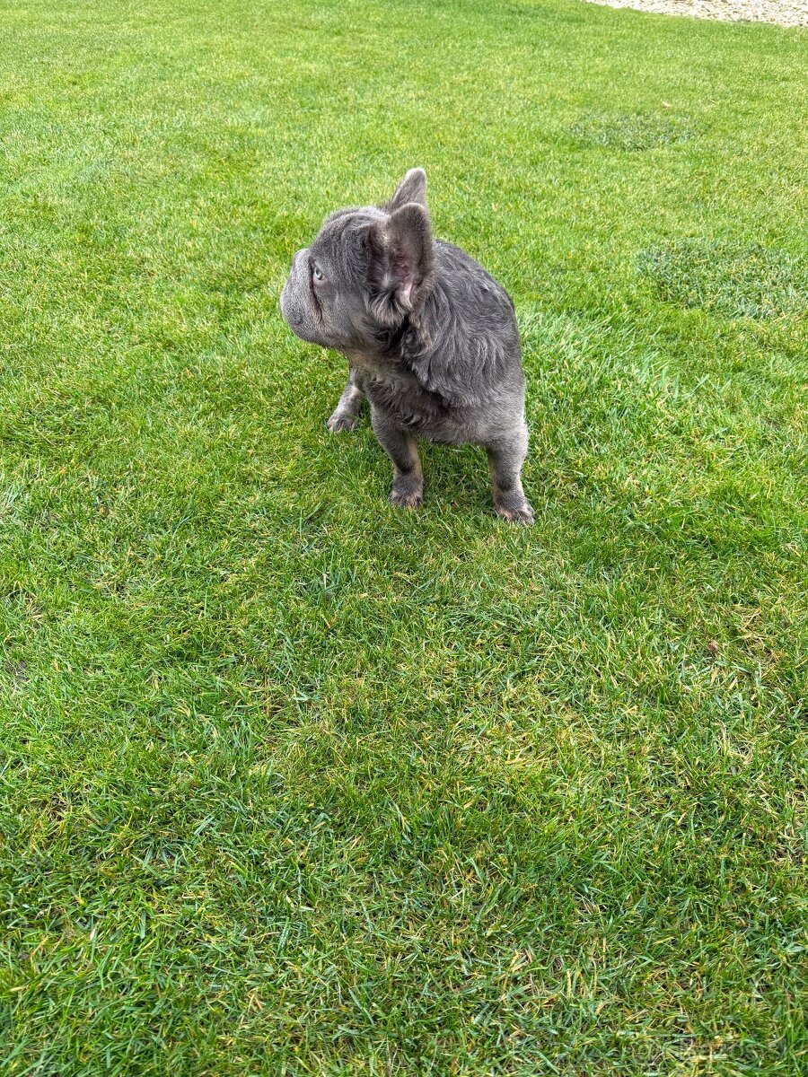 Francuzsky buldoček fluffy big rope fenka a psík - 8