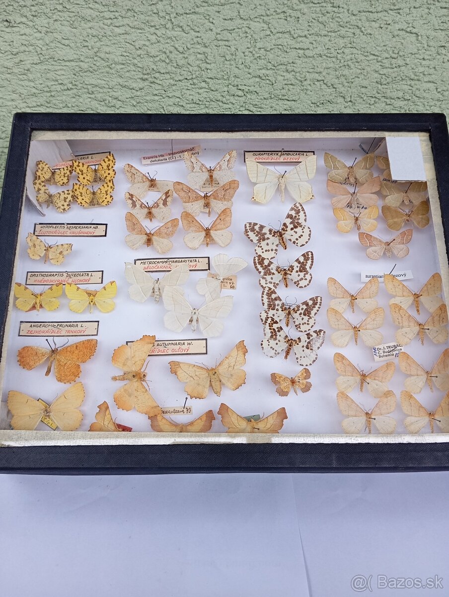 Krásna zbierka Motýľov 2 - 8