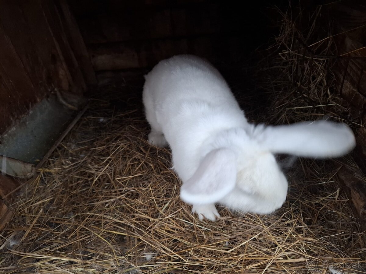 Zajace na predaj - 8