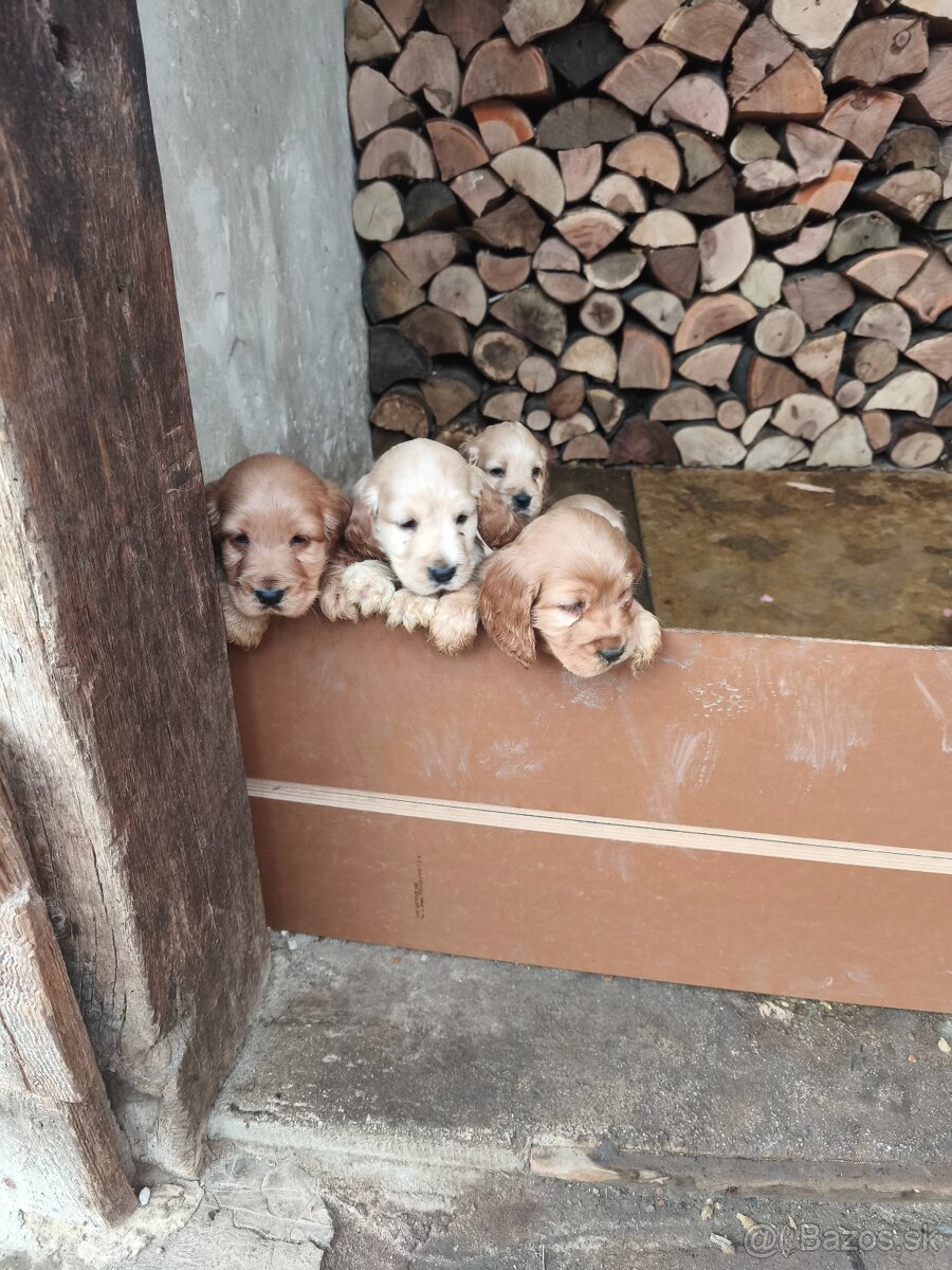Predám anglických kokerspanielov zlatych - 8