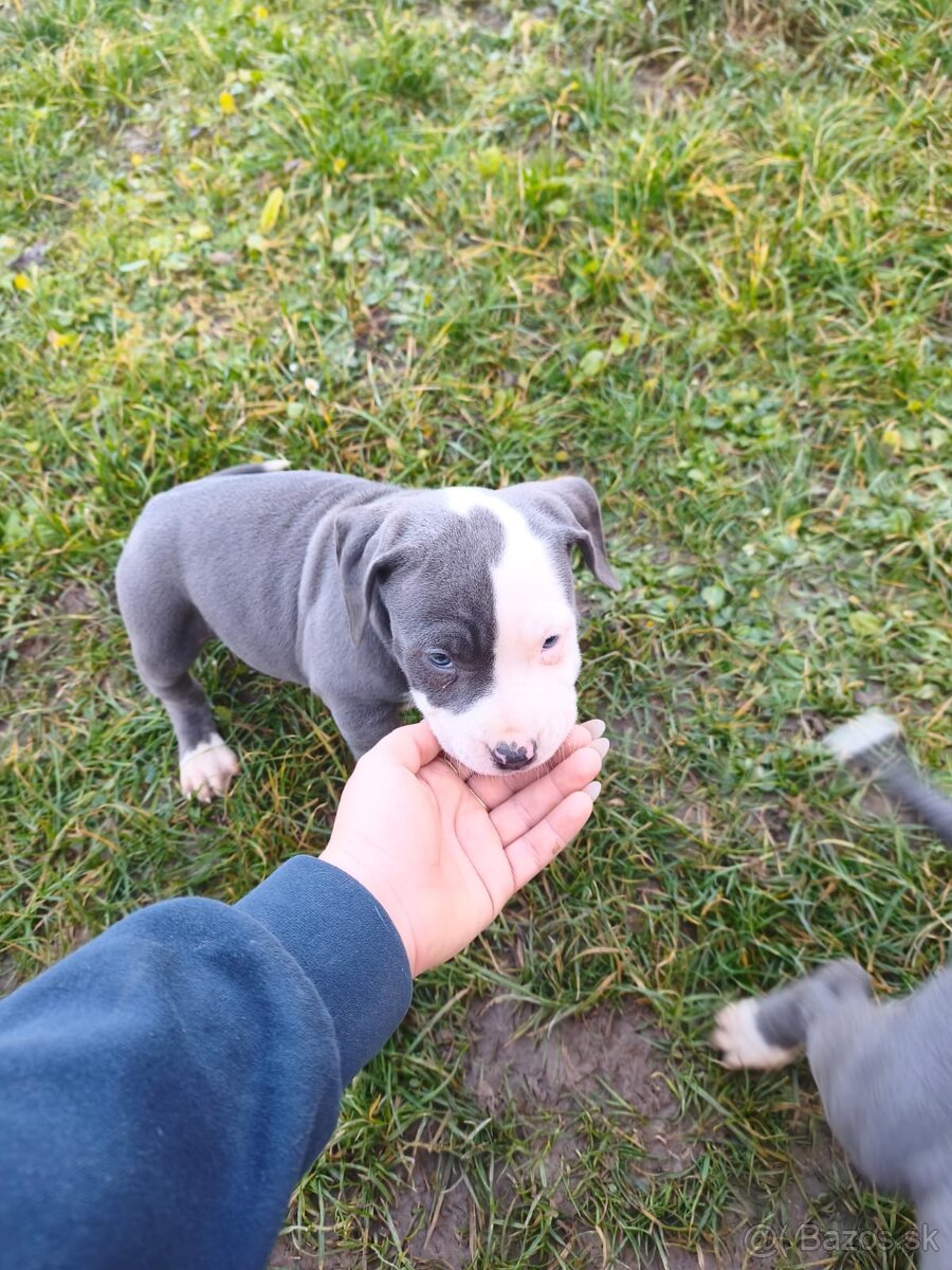 Americký stafordšírsky teriér - 8