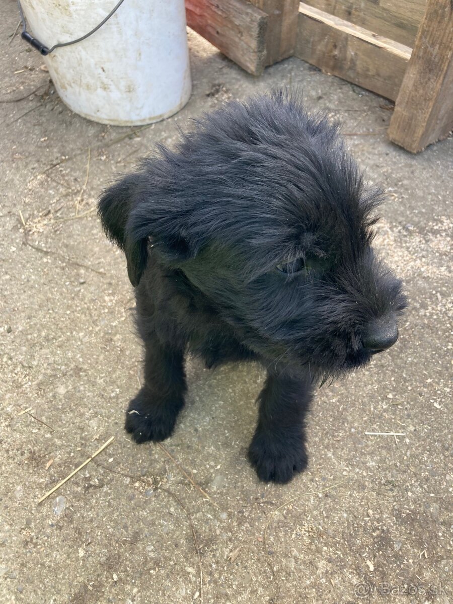 Bradáč veľký - šteniatka - 8