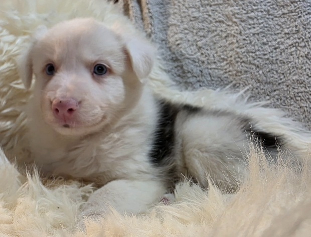 Border Collie, kólia - 8