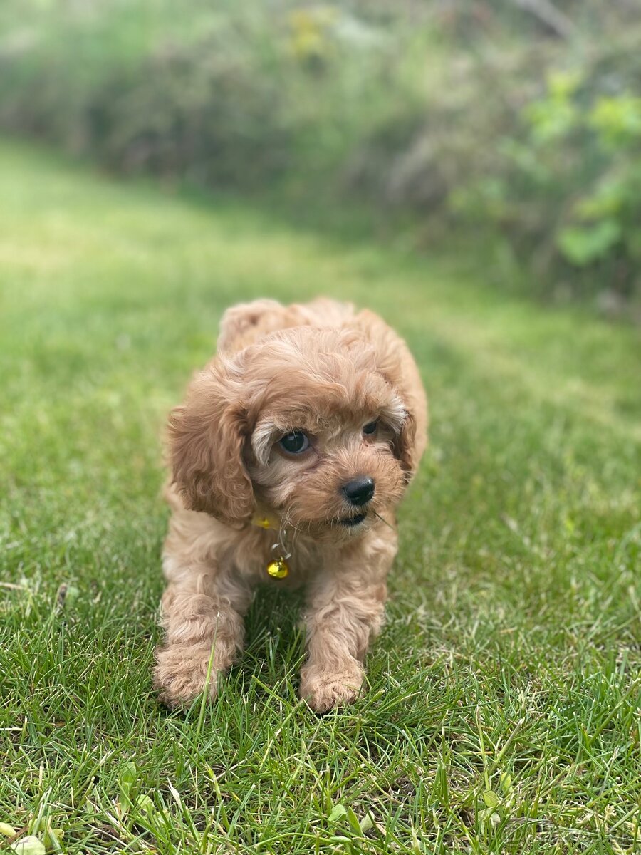 Cavapoo šteniatko - 8