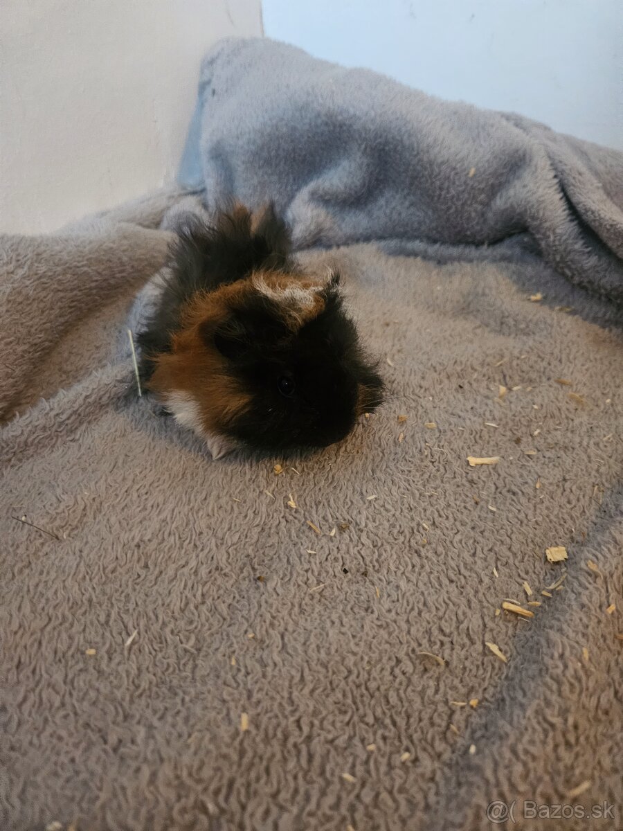 Morske prasiatka - 8