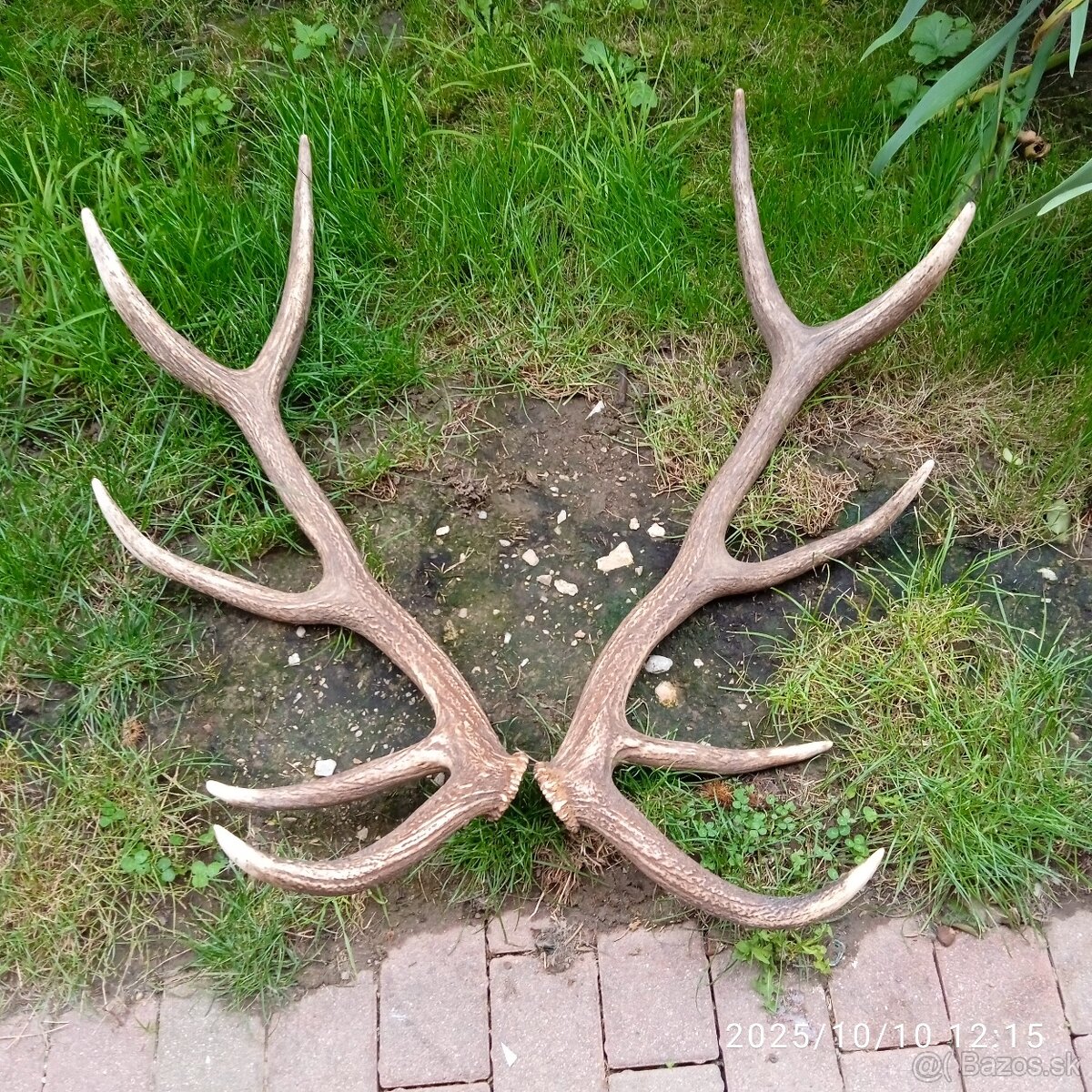 Trofeje a,parozie - 8