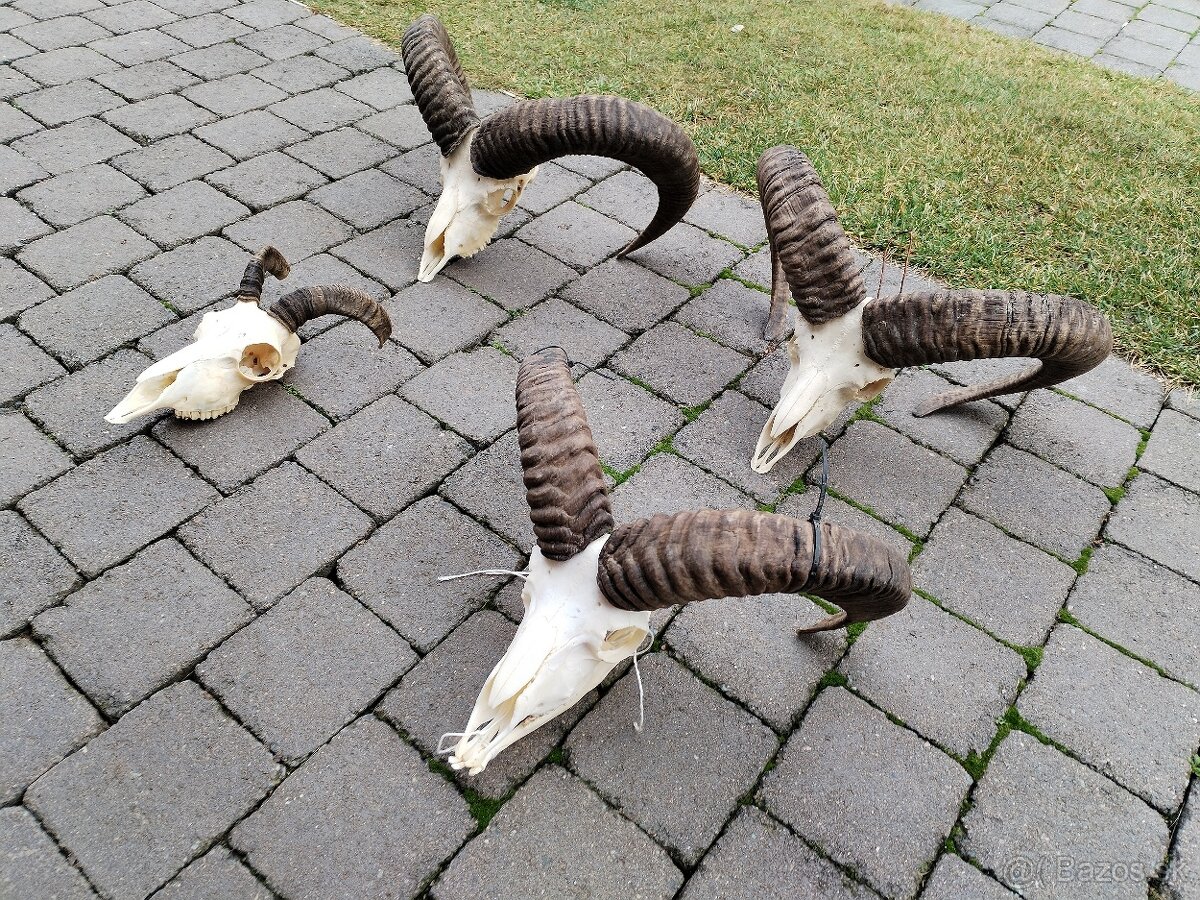 Trofeje muflonov - 8