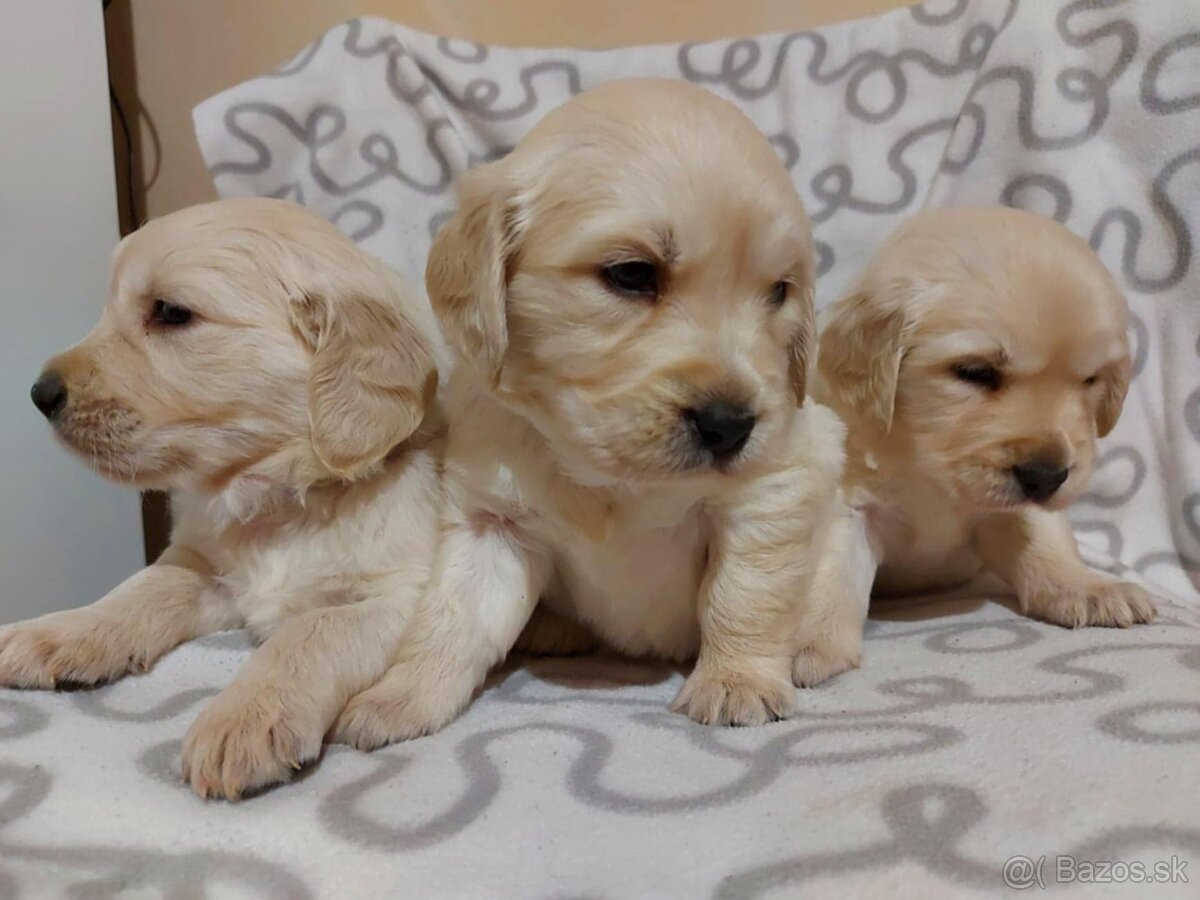 Predám Šteniatka Zlaty retriever-Golden retriever - 8