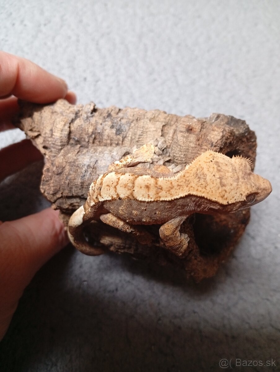 Pagekon riasnaty - 8