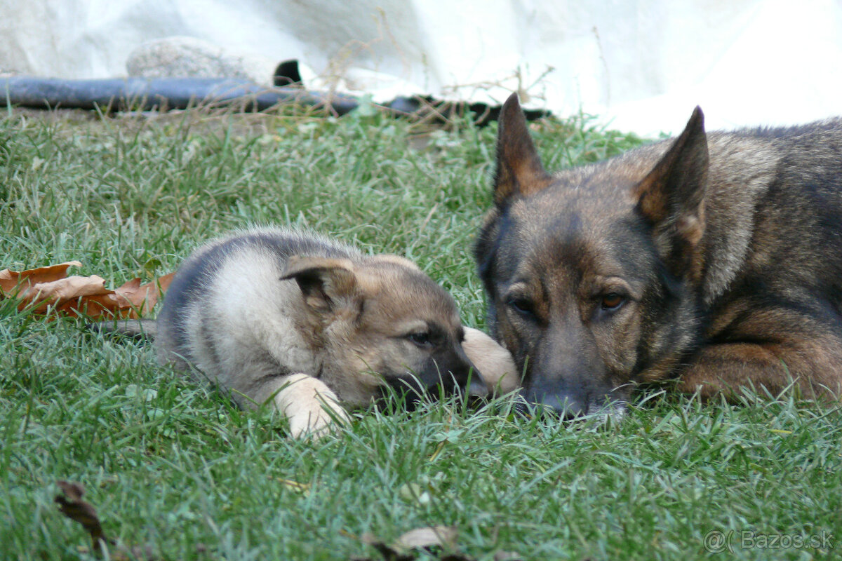Nemecký ovčiak šteniatka - 8