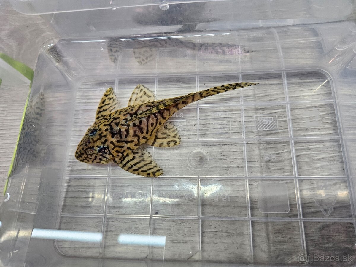 L 236 Super Yellow - chovné páry - 8