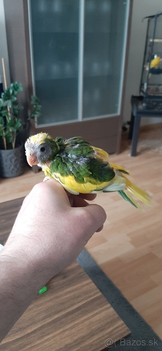 Predám mladé Kakariky - 8