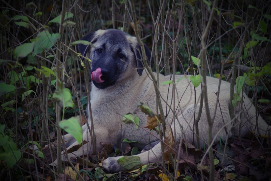 Kangal šteňatá, šteniatka k už odberu - 8