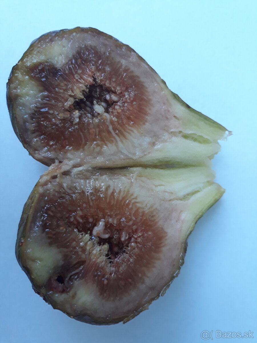 RODIACE FIGOVNíKY - 8