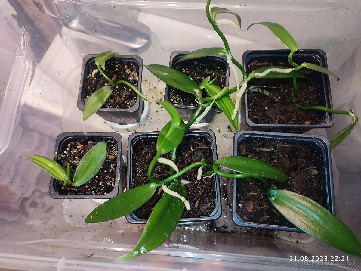 Vanilka voňavá - pravá, odrezky alebo rastliny - 8