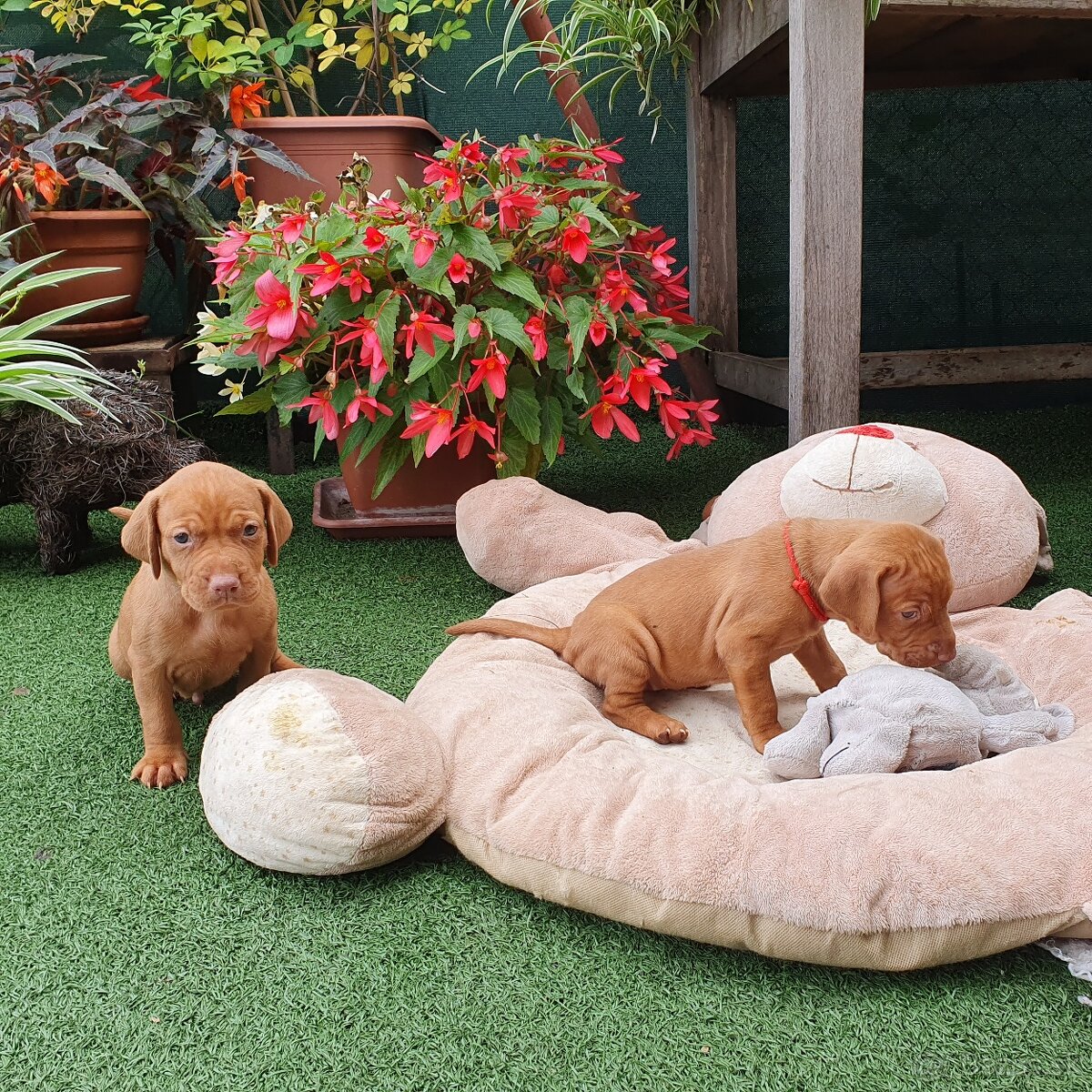 Maďarská vyžla s PP - 8