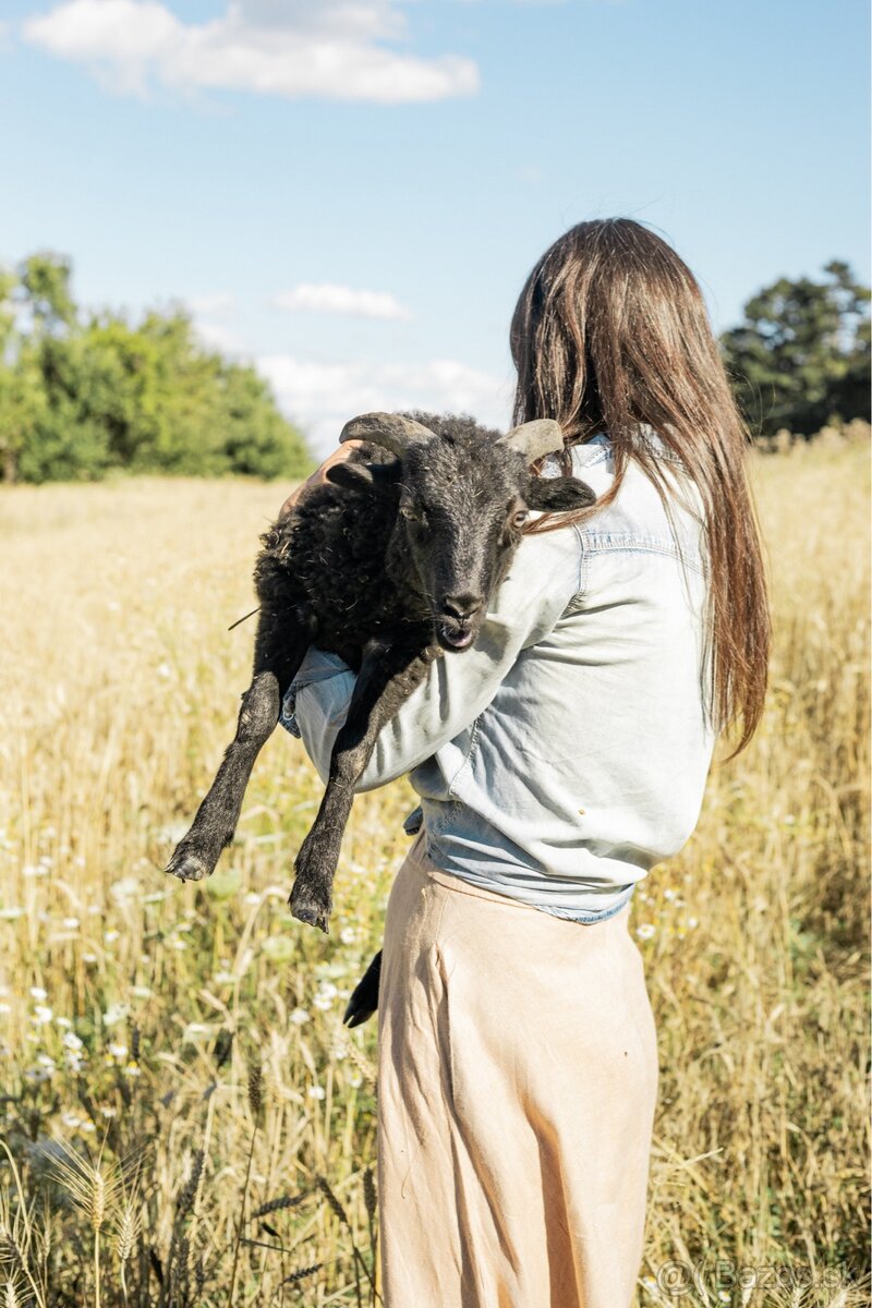 Predáme 3 po dohode kastrovanych mini baranov do chovu. - 8