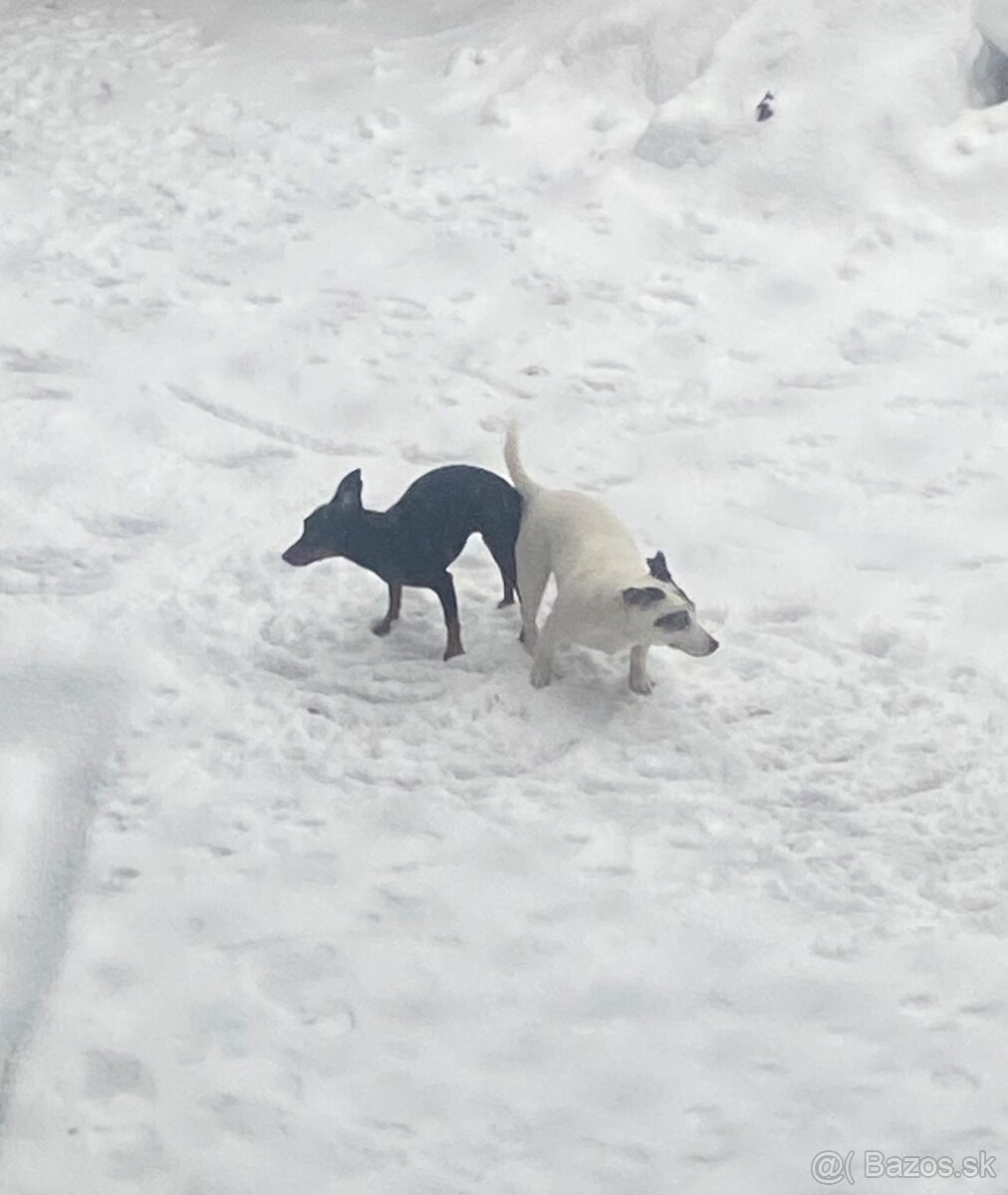 Srnčí ratlík x jack russel - 8