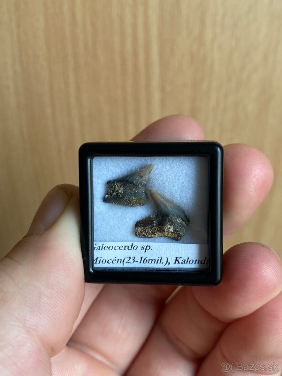Fosílie žraločích zubov zo Slovenska - 8