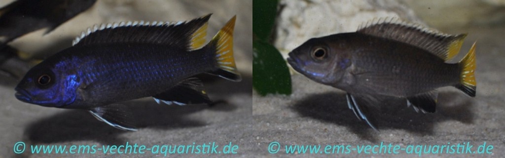 Africké cichlidy - 8