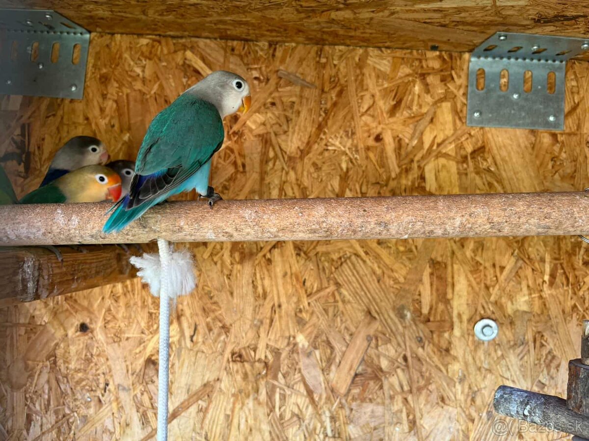 Andulky, korely, agapornis fischer - 8