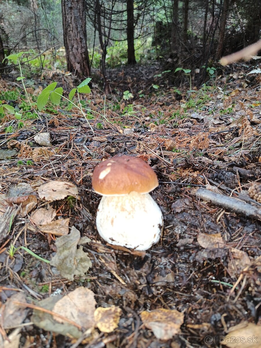 Predám sušené huby - 8