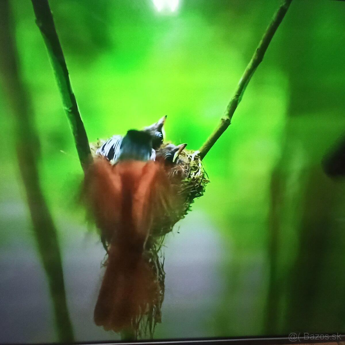 Philips smart led lcd 125 cm tv - 8