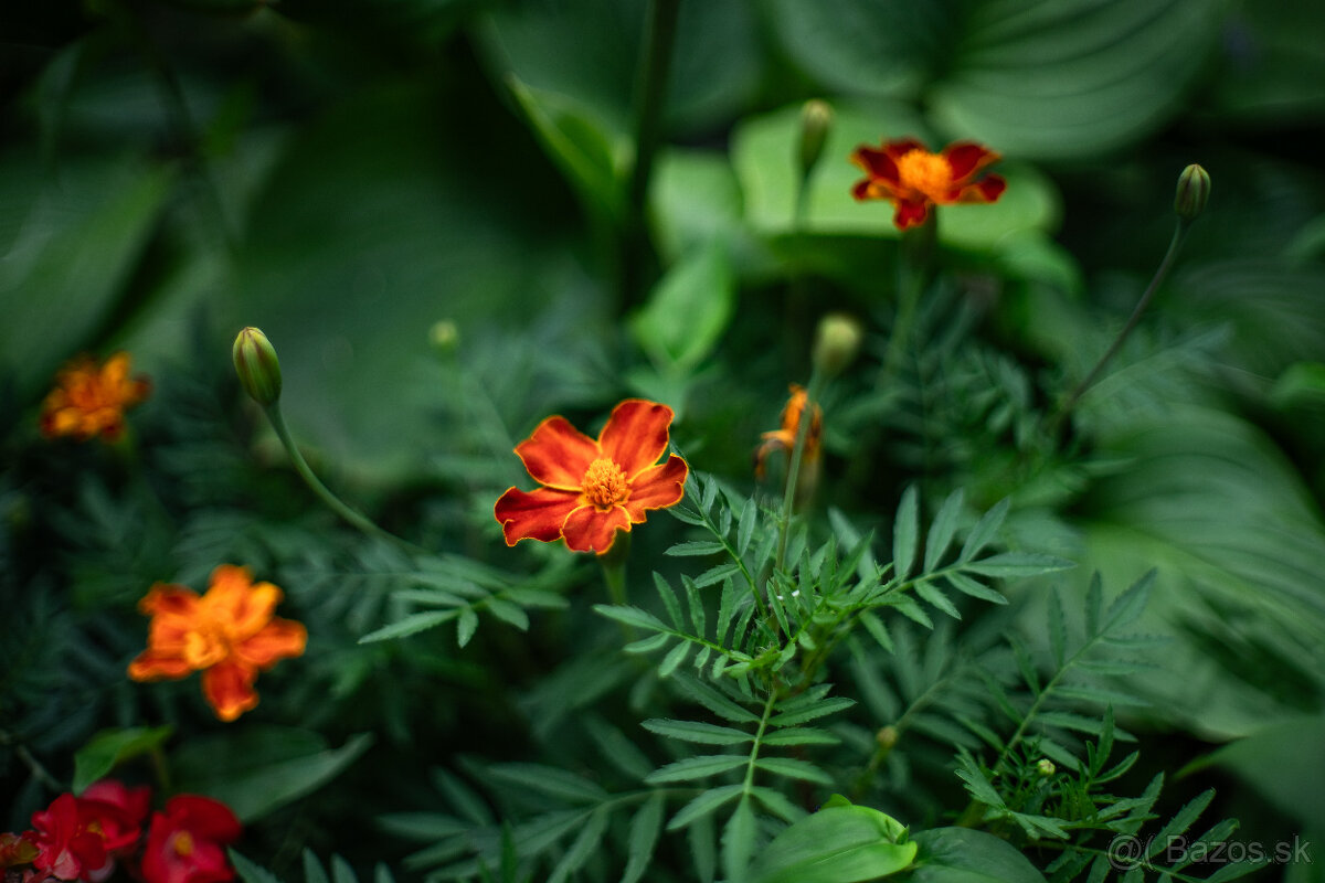 Objektív Nikon 1.4 / 50 mm - veľmi pekný stav - 8