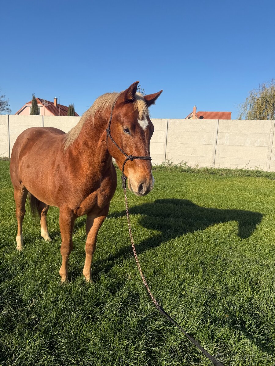 Predám QH žrebca - 8